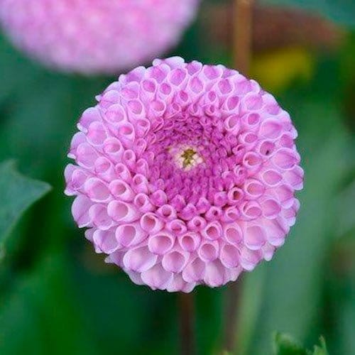 Frank Holmes - Blomsterverden